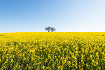 Obraz premium Frühjahrslandschaft ein kahler Baum inmitten eines in voller blüte stehenden Rapsfeldes in Schleswig-Holstein