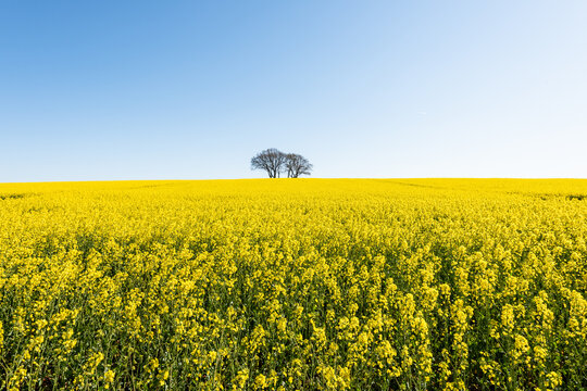 Fr&uuml;hjahrslandschaft ein kahler Baum inmitten eines in voller bl&uuml;te stehenden Rapsfeldes in Schleswig-Holstein