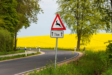 Kurvige Landstraße mit Schild für Wildwechsel vor einem Rapsfeld in voller Blüte