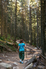 A woman in a hat with a stick, a path among tall spruces to Shpytsi mountain, Ukrainian Carpathians. Coniferous forest, a walk on a summer day. Vertical photo. Back view.