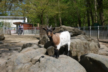 Ziege im Streichelzoo Zoo Hof an der Saale