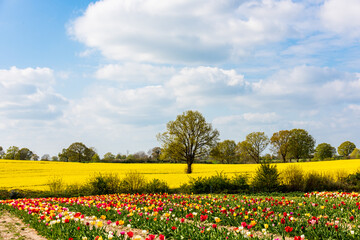 Bunte Tulpenbeete auf einem Bauernhof im Hintergrund ein gelbes Rapsfeld