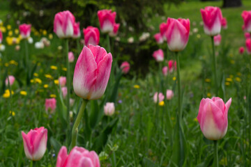 Fototapeta premium pink tulips in spring