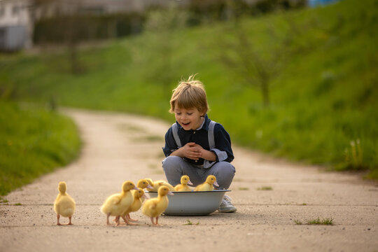 Beautiful preschool boy, playing with little ducks on the street in little village