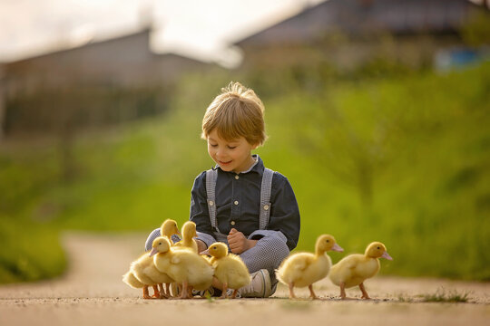 Beautiful preschool boy, playing with little ducks on the street in little village
