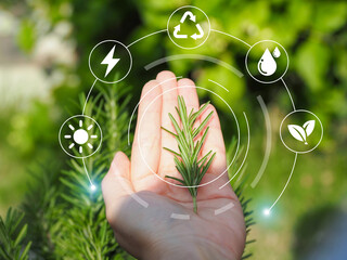 Rosemary, a medicinal plant to take care of Modern agriculture and technology concept