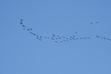 Migratory birds in the blue sky