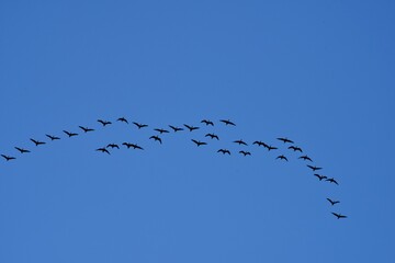Migratory birds in the blue sky