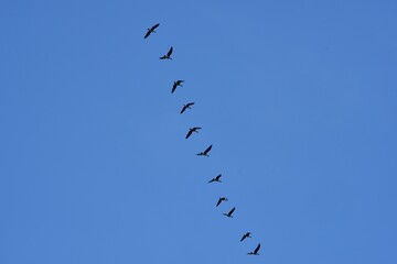 Migratory birds in the blue sky