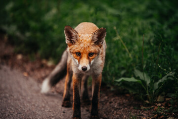 Young foxes playing outside of the forest near the road