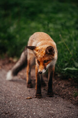 Young foxes playing outside of the forest near the road