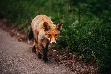 Young foxes playing outside of the forest near the road