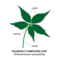 Palmately compound leaf, an example of a compound leaf. Diagram of a compound leaf. Parthenocissus quinquefolia.