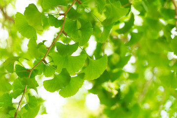 Obraz premium イチョウの若葉