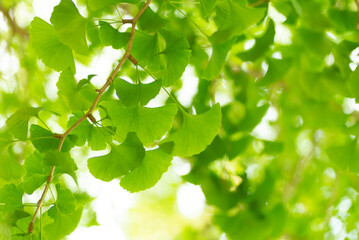 イチョウの若葉