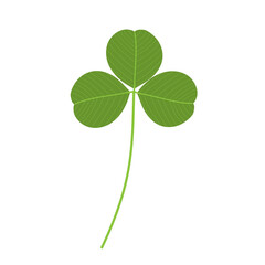 Clover leaf, an example of a compound leaf. Trifoliate. 