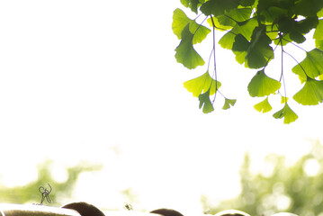 イチョウの若葉