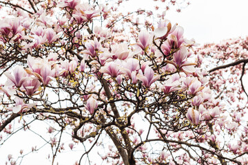 Blooming magnolia tree against bright sunny sky