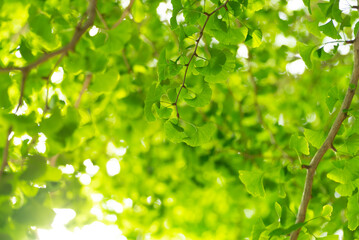 イチョウの若葉