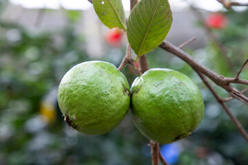Two Green Raw Guava fruits on a tree in the garden of Bangladesh