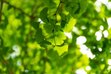 イチョウの若葉