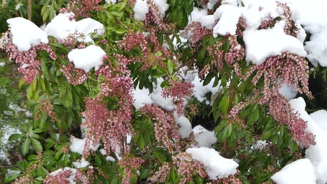 Branches with flowers Wisteria moving in wind in early spring during snowy, windy and cold weather. Floral background of winter-spring vegetation during weather anomalies.