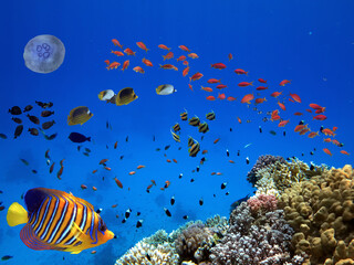 Fototapeta na wymiar School of beautiful fish on soft and hard coral in shallow water of the Red Sea