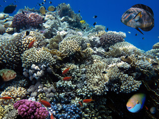 Obraz na płótnie Canvas School of beautiful fish on soft and hard coral in shallow water of the Red Sea