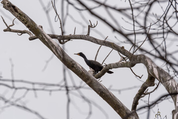 A Cormorant Perched On a Tree Limb In Spring