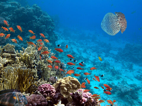 School of beautiful fish on soft and hard coral in shallow water of the Red Sea