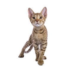 Sweet Ocicat cat kitten, standing facing front. Looking curiously above camera. Isolated on a transparent background.