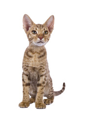 Sweet Ocicat cat kitten, sitting up facing front. Looking curiously above camera. Isolated on a transparent background.