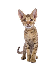 Sweet Ocicat cat kitten, standing facing front. Looking curiously to camera. Isolated on a transparent background.