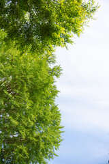 イチョウの若葉