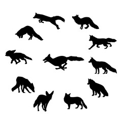 the fox