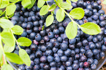 picking wild berries, picking blueberries, a handful of berries, blueberries in the forest, sweet berries, a bucket of blueberries, a lot of berries, forest gifts, summer harvest, useful vitamin fruit