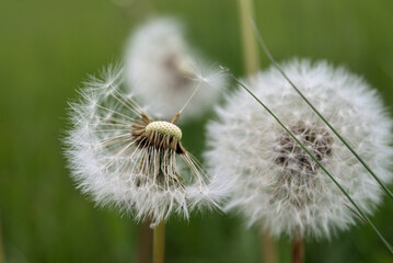 Dandelions with fluff in field.