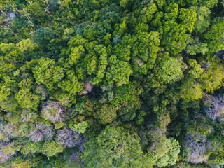 Naklejka premium Tropical gree tree rain forest on island aerial view