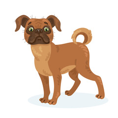 Cute Belgian griffon dog. In cartoon style. Isolated on white background. Vector flat illustration.