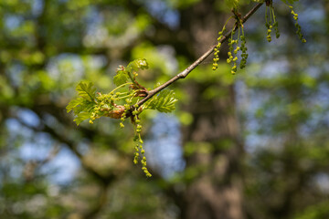 Summer oak flowers outdoors in nature.
