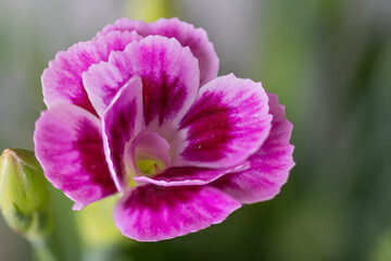 Pink garden carnation flower in detail.