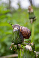 A brown-shelled snail crawls up a dandelion.