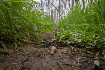 Small snail on the path outside.