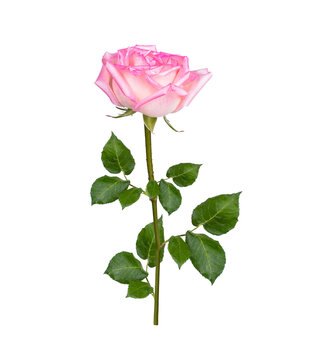 Pink rose  flower png images _ rose images _ flower images _ decorated flower images _ pink rose in isolated white background _ 
