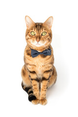 A cute red cat sits in a bow tie on a white background.