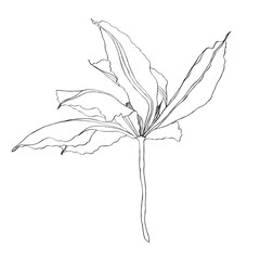 Clematis line blooming flowers isolated on white background. Realistic botanical drawing of gorgeous blossoming plant. Hand drawn illustration.