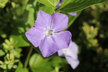Violette Blüte