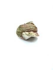 white conch shell isolated on white background