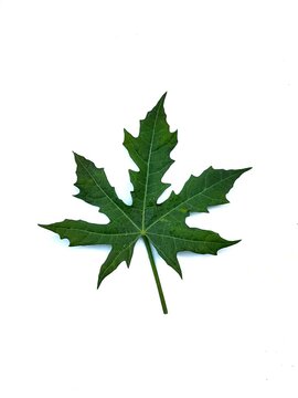 papaya leaf isolated on white background