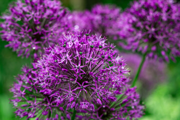 lilac flowers like dandelion. Flower Onion Christophe